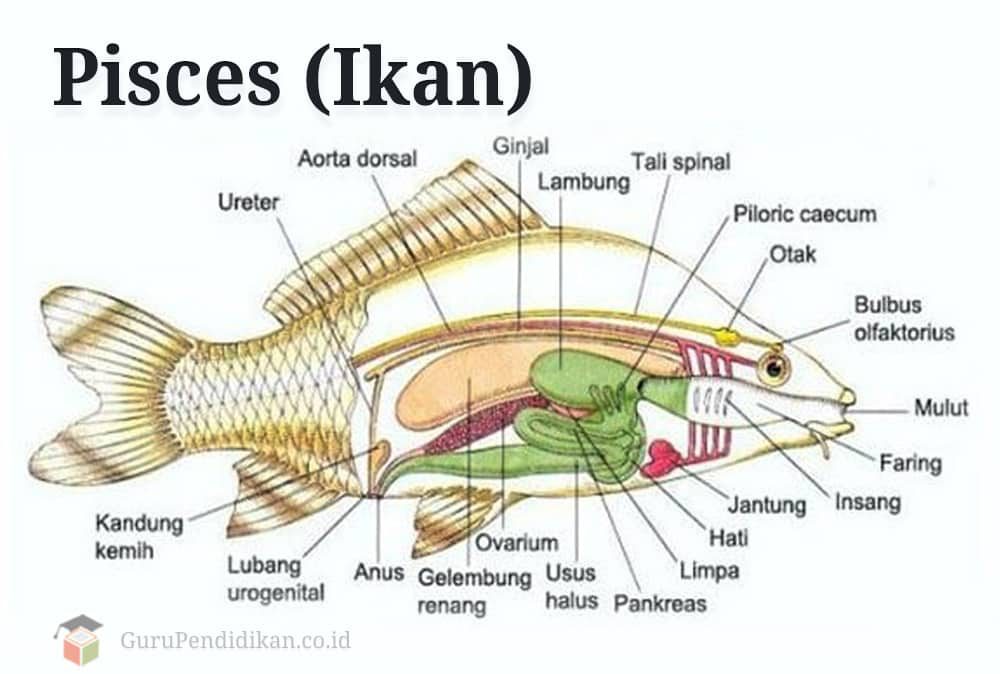 pengertian-pisces-ikan-6754449