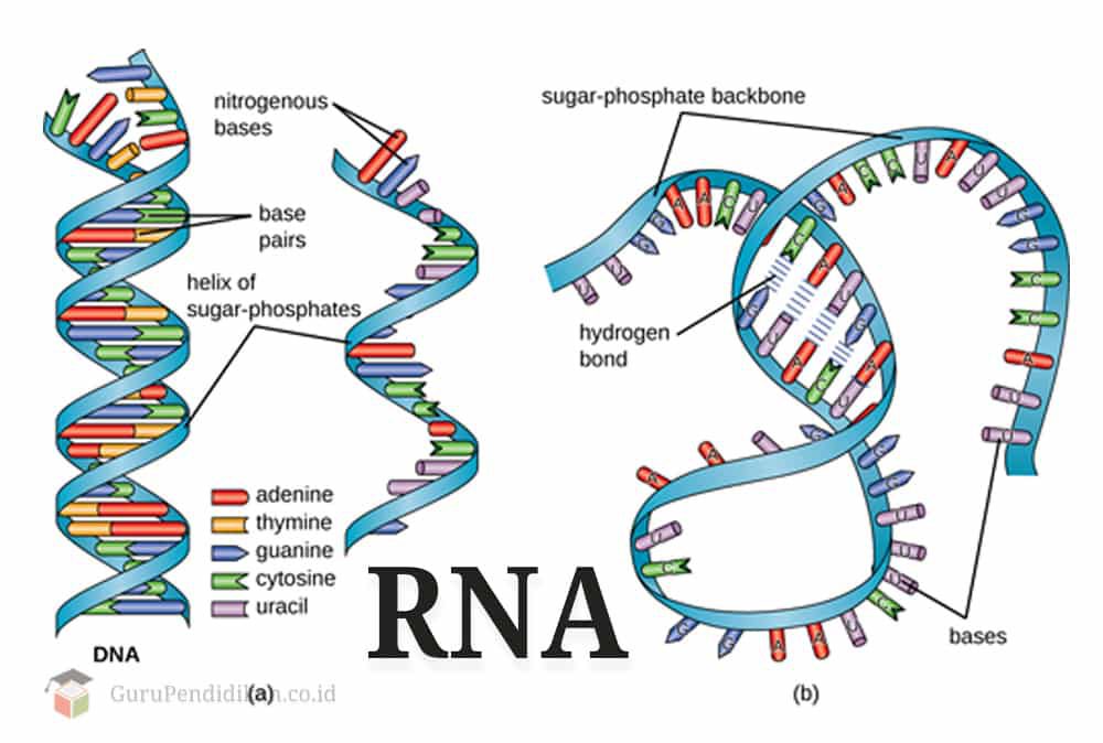 pengertian-rna-8178567
