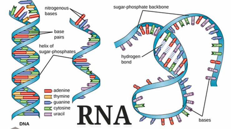 pengertian-rna-8620418-5767026-jpg