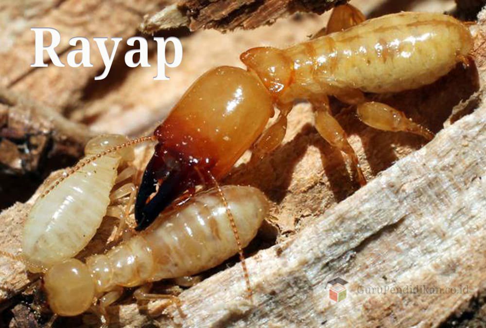 pengertian-rayap-dalam-kehidupan-1321927