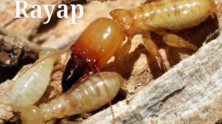 pengertian-rayap-dalam-kehidupan-7969314-3901210-jpg