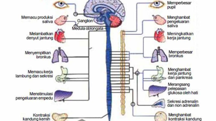 pengertian-sistem-saraf-otonom-2538829-5773456-jpg