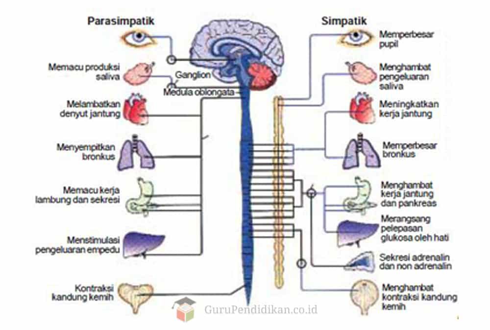 pengertian-sistem-saraf-otonom-4481430