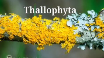 pengertian-thallophyta-8980572-4152825-jpg