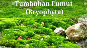 pengertian-dan-ciri-tumbuhan-lumut-bryophyta-3610741-8753917-jpg