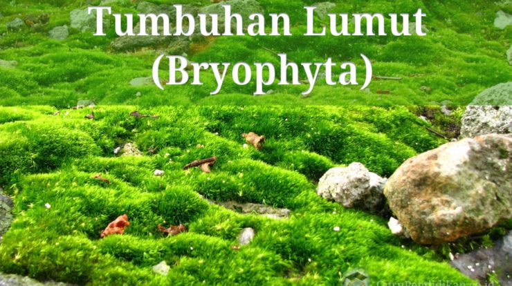 pengertian-dan-ciri-tumbuhan-lumut-bryophyta-3610741-8753917-jpg