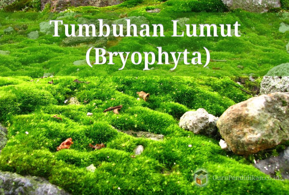 pengertian-dan-ciri-tumbuhan-lumut-bryophyta-7583649