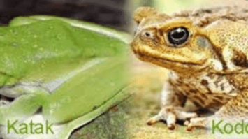 perbedaan-katak-dan-kodok-4208839-1697708-png