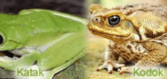 perbedaan-katak-dan-kodok-8633095