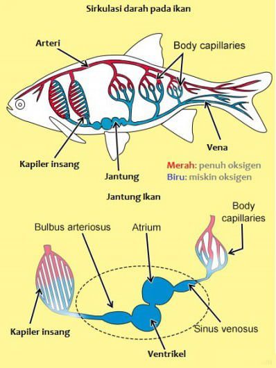 peredaran-darah-pisces-ikan-3795755