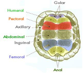 perlindungan-plastorn-3023843
