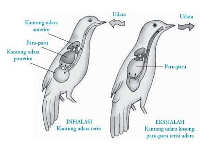 pernafasan-burung-saat-tidak-terbang-3995076