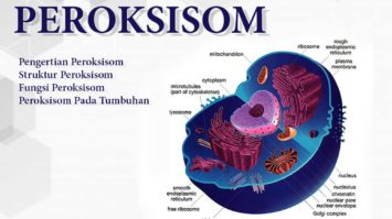 peroksisom-1350872-8872124-jpg