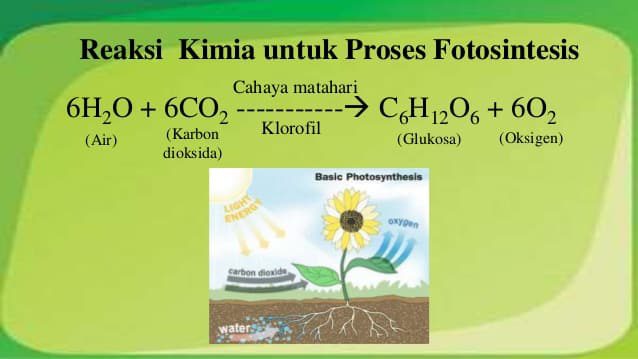 Perubahan Kimia karena Fotosintesis perubahan-kimia-karena-fotosintesis-9589816
