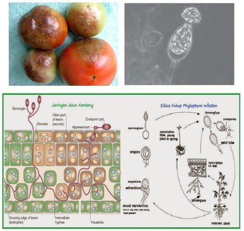 phytophthora-sp-6461128