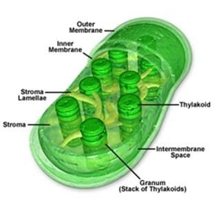 plastida-5799237