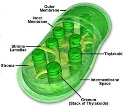 plastida-kloropas-3503544