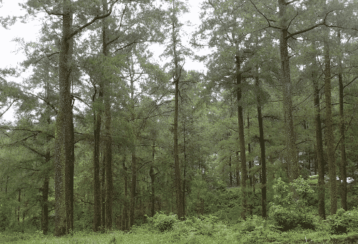 pohon-pinus-dan-tumbuhan-di-sekitarnya-6386380