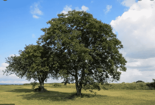 pohon-walnut-dan-tumbuhan-di-sekitarnya-4333047