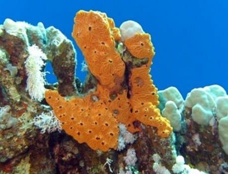 porifera-5362012