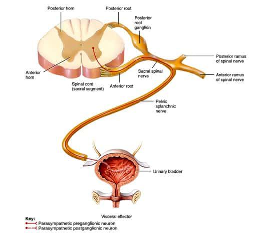 postganglion-parasimpatis-5699747