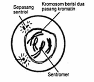 profase-5762641