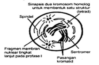 profase-i-diakinesis-6782946