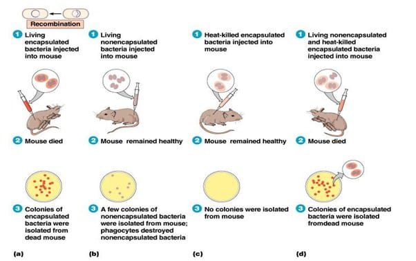 prosedur-transformasi-dna-yang-tidak-sengaja-dilakukan-oleh-griffith-3680060