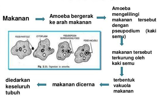 proses-pencernaan-protozoa-9419554