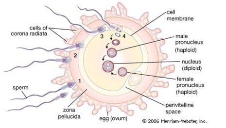 proses-penetrasi-sel-sperma-kedalam-sel-ovum-3193549