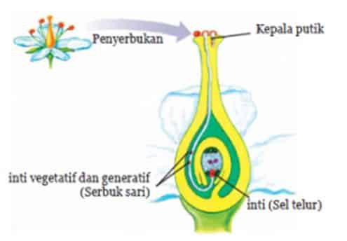 proses-terjadinya-penyerbukan-pada-bunga-sempurna-5710638