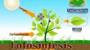 proses-fotosintesis-5255806-4274858-jpg