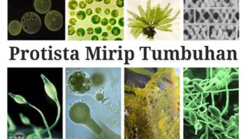 protista-mirip-tumbuhan-5034495-9801254-jpg