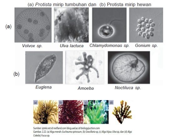 protista-mirip-tumbuhan-6087187