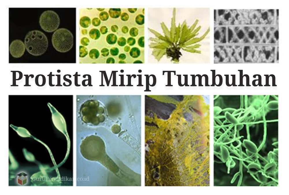 protista-mirip-tumbuhan-9997093