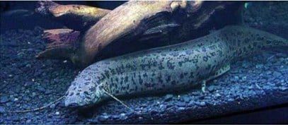 protopterus-annectens-2132536