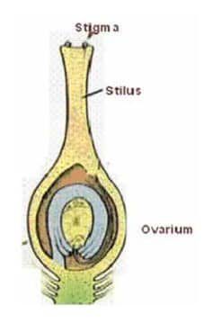 putik-atau-pistilum-alat-kelamin-betina-5893881