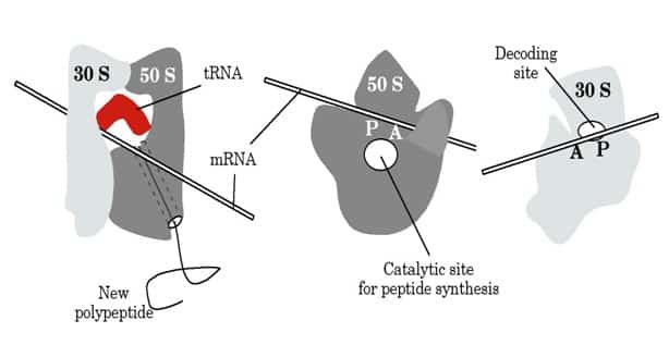 rna-ribosom-rrna-8359608