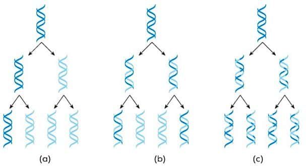 replikasi-dna-7899341