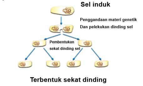 reproduksi-bakteri-1259243
