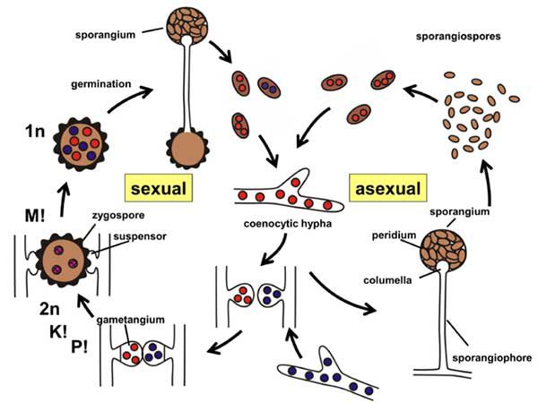 reproduksi-hidup-zygomycota-2685964