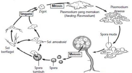 reproduksi-jamur-secara-vegetatif-dan-generatif-7726253-4369203-jpg