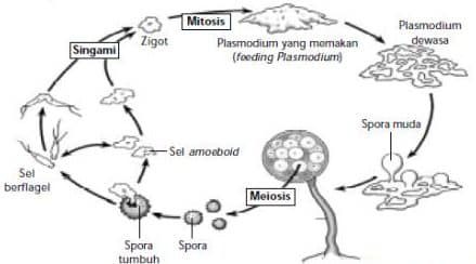 reproduksi-jamur-secara-vegetatif-dan-generatif-8455460
