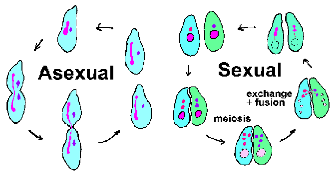 reproduksi-protozoa-3437469