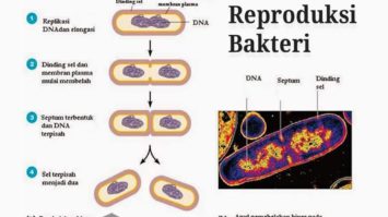 reproduksi-sel-bakteri-4302202-4741062-jpg