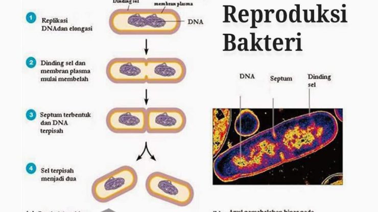 reproduksi-sel-bakteri-4302202-4741062-jpg