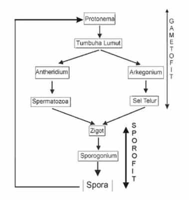 reproduksi-tumbuhan-lumut-bryophyta-9304659