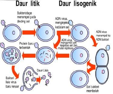 reproduksi-virus-6104654