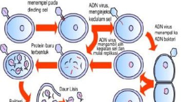 reproduksi-virus-8383575-5567053-jpg