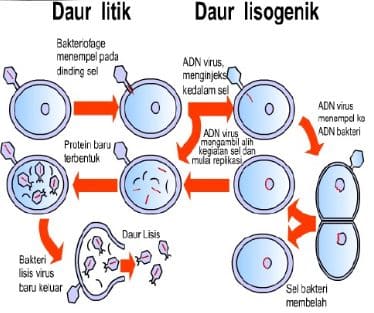reproduksi-virus-8383575-5567053-jpg